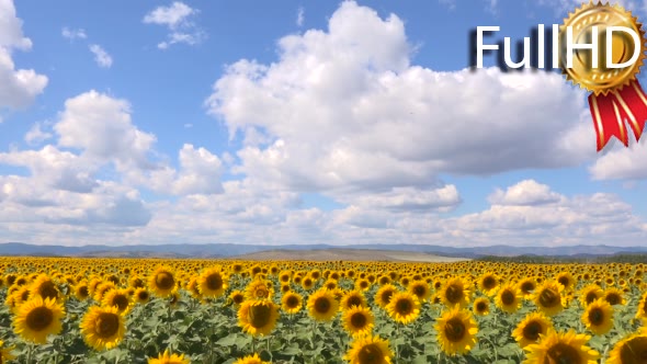 Field of Blooming Sunflowers on a Background of