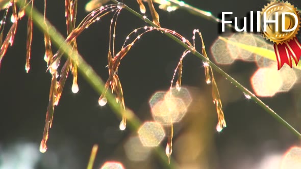 the Stems of Wild Grass in Drops of Dew