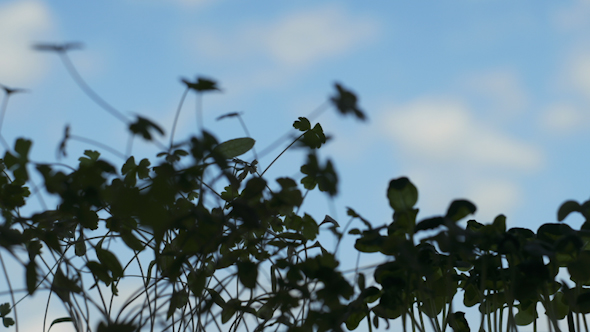 Green Grass Under Sky