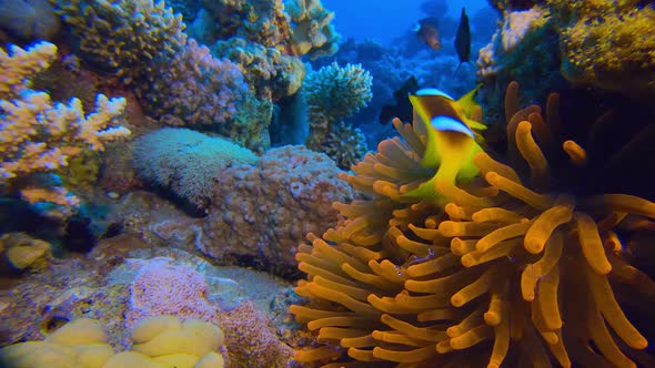 Underwater Red Anemone and Clownfish