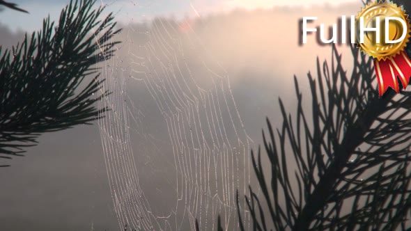 Web in Drops of Dew on the Pine Branches