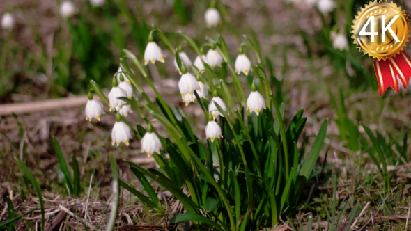 Bloomings Snowdrops in Early Spring