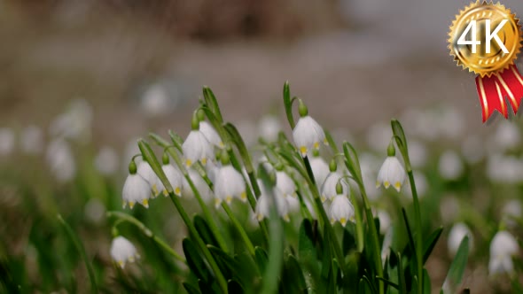 Bloomings Snowdrops in Early Spring Close