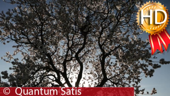 Silhouette Flowering Tree With Nest