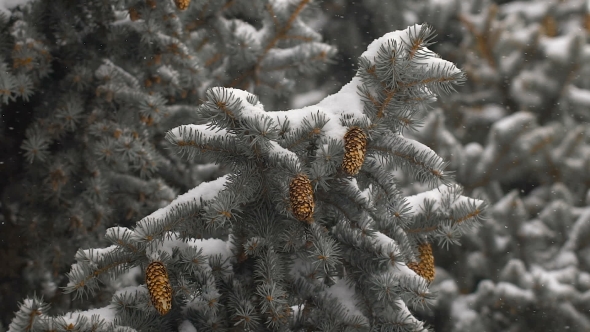 Beautiful Snow-covered Fir Branches With Cones