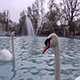 Swans - VideoHive Item for Sale