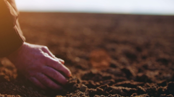 Farmer Examining Soil. Agriculture Background.