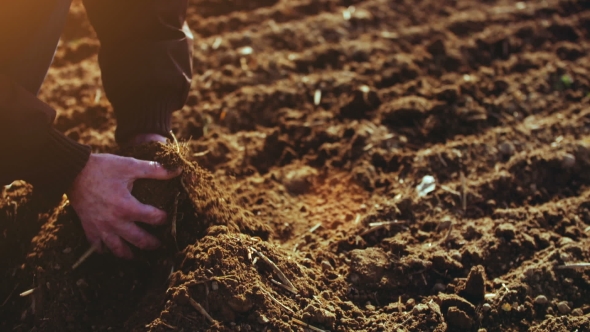 Farmer Examining Soil. Agriculture Background.