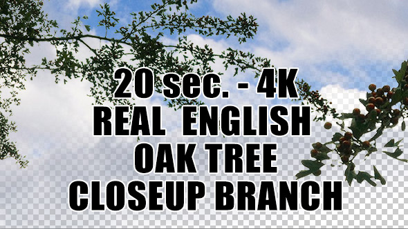 Real English Oak Tree Branch with Alpha Channel