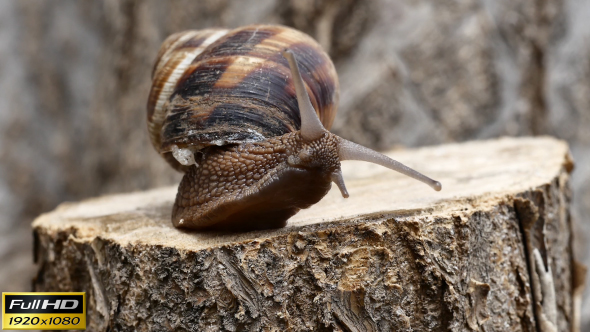 Snail