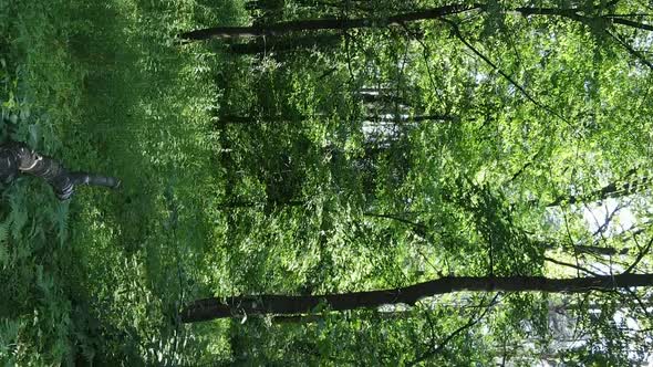 Vertical Video Aerial View Inside a Green Forest with Trees in Summer