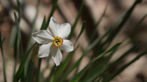 Shallow DOF of spring daffodil plant 4K 2160p 30fps UltraHD footage - Narcissus poeticus garden flow