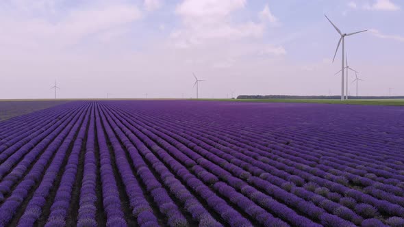 Aerial View of Blooming Lavender