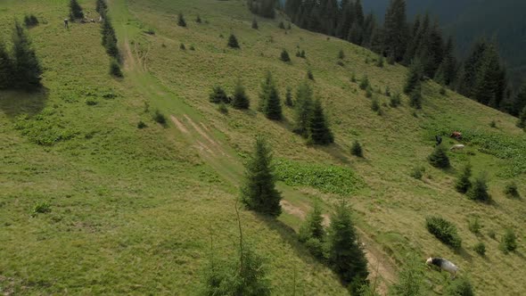 Cows Grazing on Mountains Meadow Aerial View