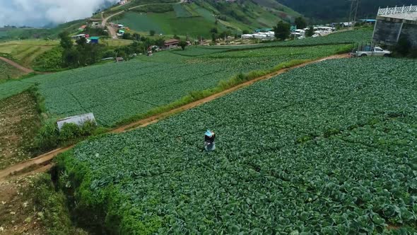 Scenic Drone Footage Of Cabbage Plantation With Foggy Weather In Background