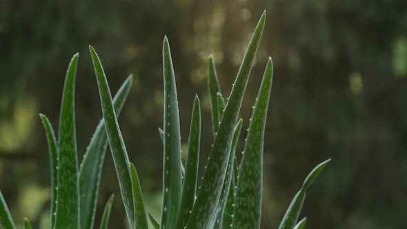 Aloe Vera 01