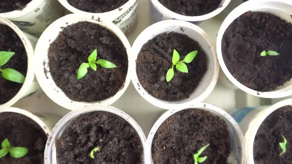 Small Plant Seedlings Growing in Plastic Pots in Greenhouse on the Windowsill