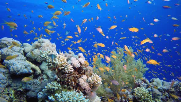 Tropical Colourful Fish