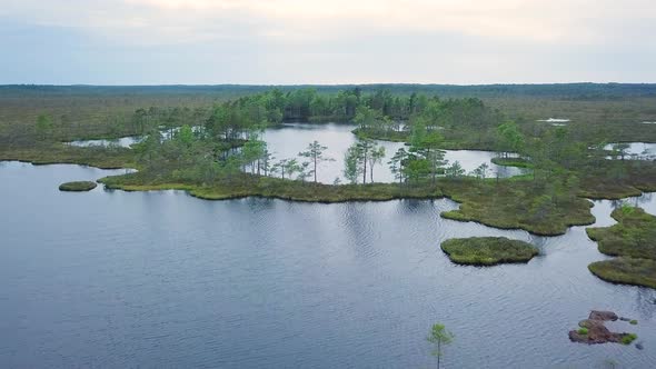 Beautiful aerial view of bog landscape with lakes on a sunny summer day, Dunika peat bog (Rucava, La