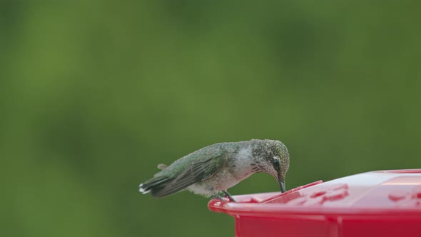 Hummingbird drinking from bird feeder 4K