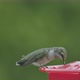 Hummingbird drinking from bird feeder 4K - VideoHive Item for Sale