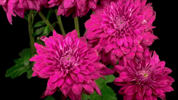 Beautiful Pink Chrysanthemum Flower Opening