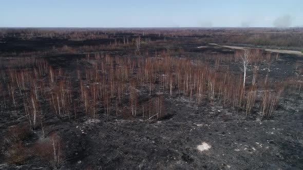 Flight Over Burnt Forest In Spring