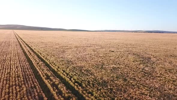 AERIAL FORWARD flight over a monocrop field in the sun