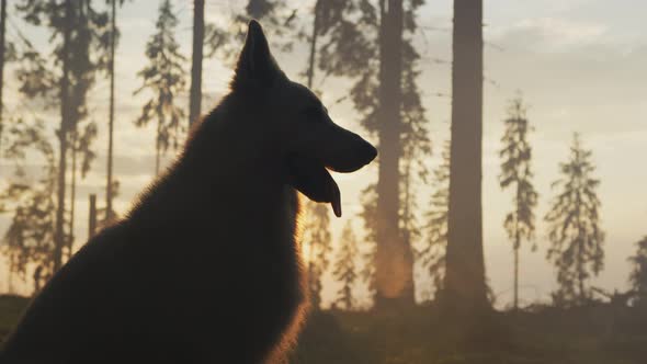 Dog in the evening light