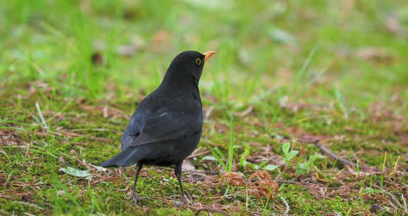 Common Blackbird or Turdus Merula Looking for Food on Grass