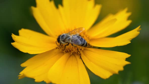 Bee pollinates a flower yellow daisy. Flowers and gardens