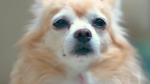 close up chihuahua old senior dog sit sleepy tired face with blur background