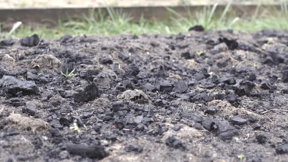 The Garden Bed is Strewn with Ash and Coal to Fertilize the Soil