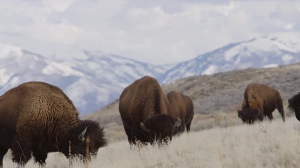 bison herd grazing with unreal mountain backdrop slomo