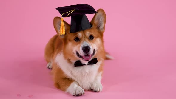 Welsh Corgi Pembroke Posing in a Square Academic Hat and Bow Tie