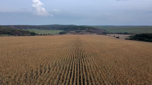 Flying over a golden corn field, top view. Agriculture. Corn farm.