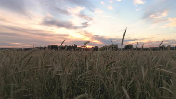 Aerial shot of a large wheat field at sunset 04