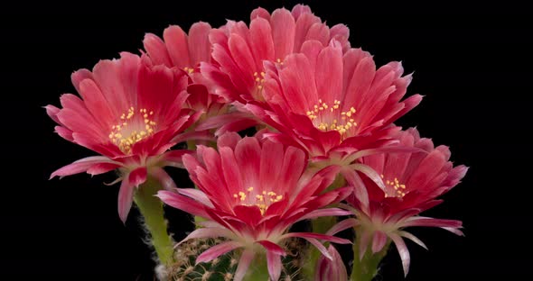 Red Color Flowers Timelapse of Blooming Cactus