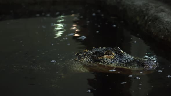 scary alligator slow motion eye blinking