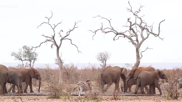 African bush elephant in Kruger National park, South Africa