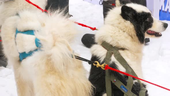 Husky Sled Dogs Before Competitions