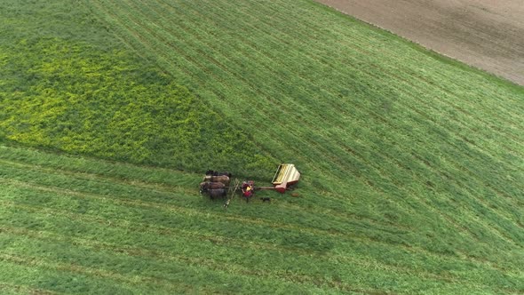 Amish Farm Worker Harvesting the Field in Spring With 4 Horses and 3 Dogs as Seen by a Drone