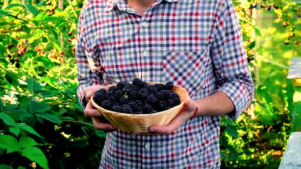 A Man Farmer Harvests Blackberries in the Garden