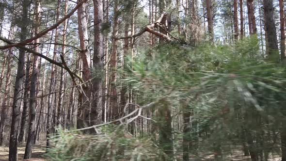 Trees in a Pine Forest During the Day Aerial View