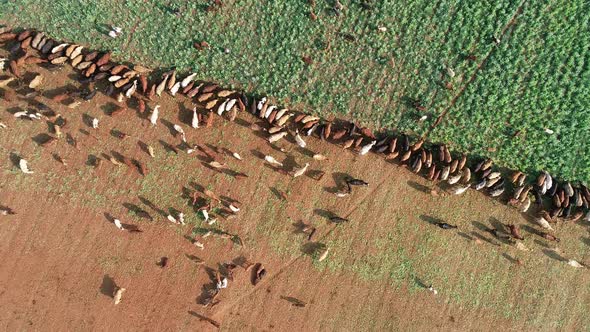 Aerial view of strip grazing by a herd of cattle with movable electrical fencing on a rural farm, So