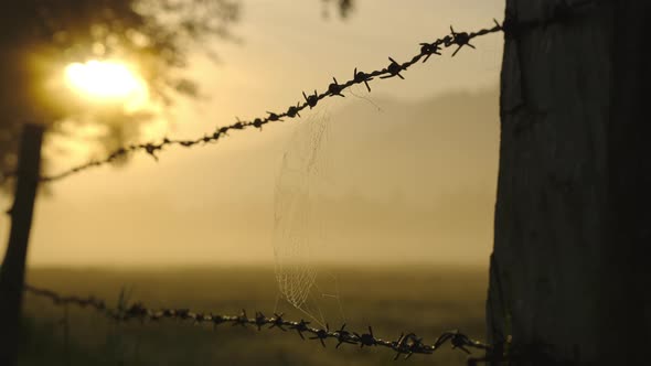 Barbed Wire In Silhouette And Spider'S Web At Sunrise
