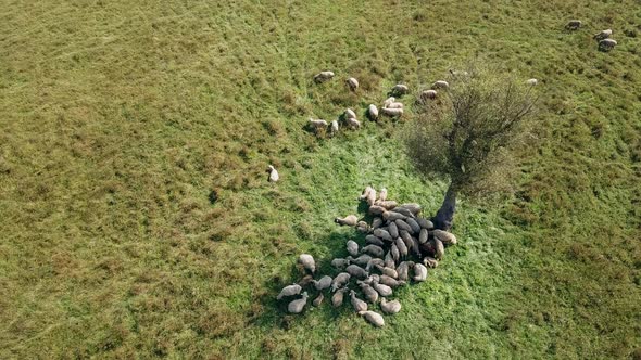 Sheeps under the tree