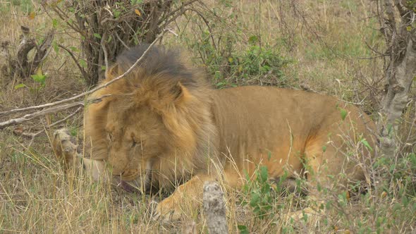 Maasai lion cleaning itself