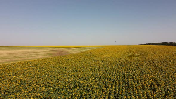 Aerial drone view of a flying over the sunflower field