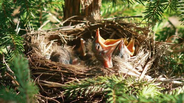 Hatched Chicks in the Nest